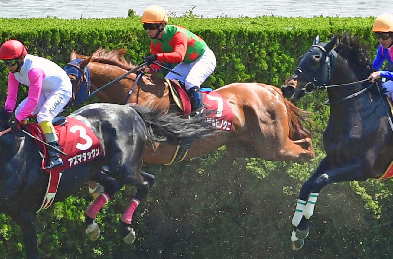 19年京都ハイジャンプを制したシゲルヒノクニ