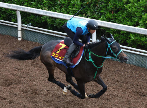 坂路を単走で追い切るサフィラ（撮影・白石智彦）