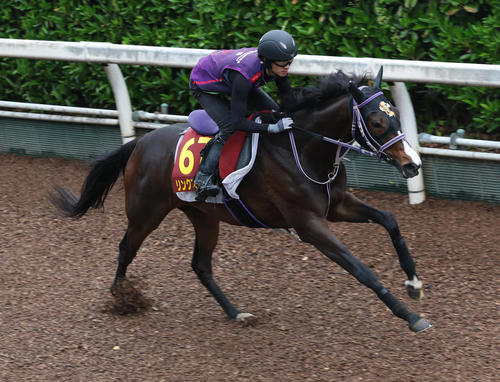 21日、坂路で追い切るリンクスティップ
