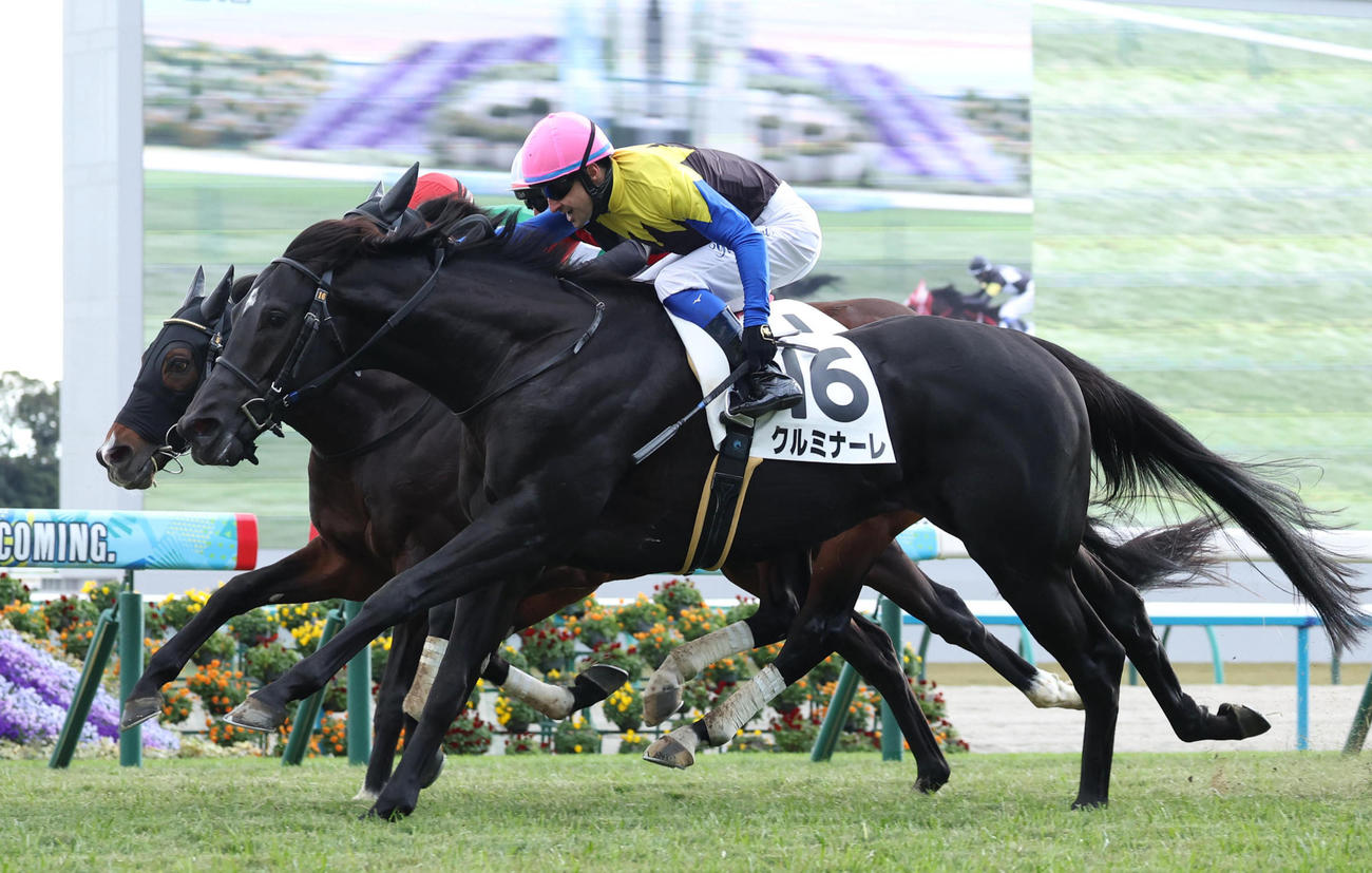 24年12月15日京都8Rの3歳以上1勝クラスを制したクルミナーレ