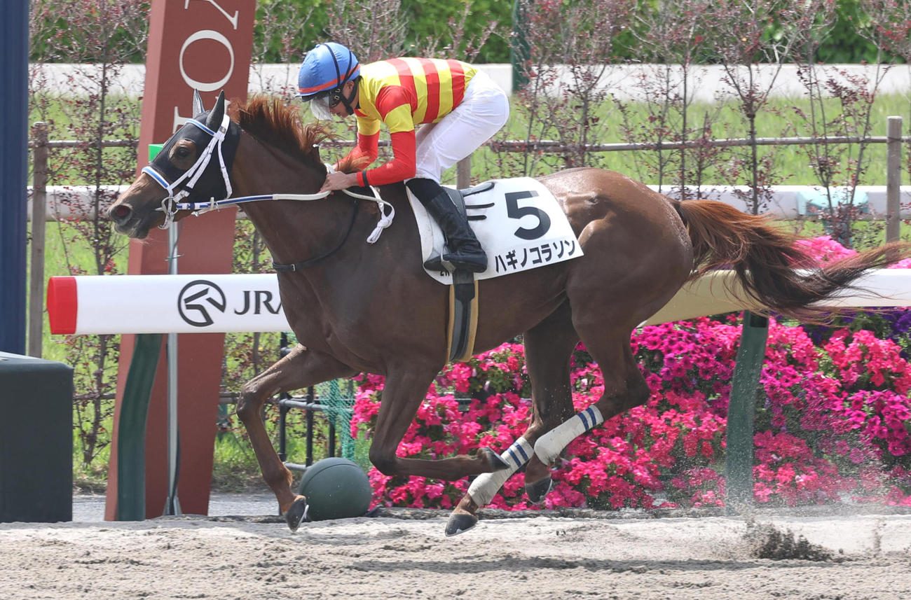 18日京都2Rの3歳未勝利を勝ち上がったハギノコラソン