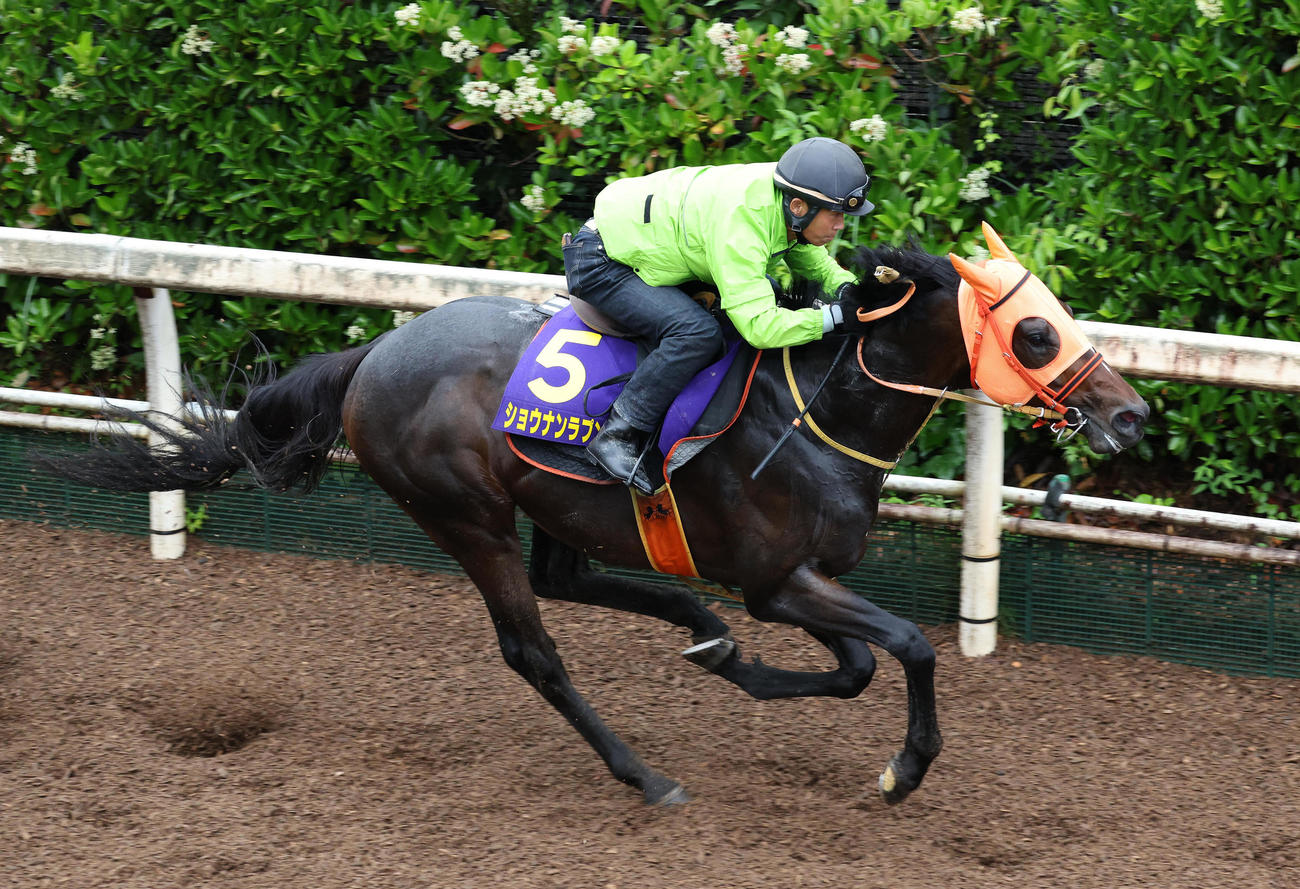 坂路を単走で追い切るショウナンラプンタ（撮影・白石智彦）
