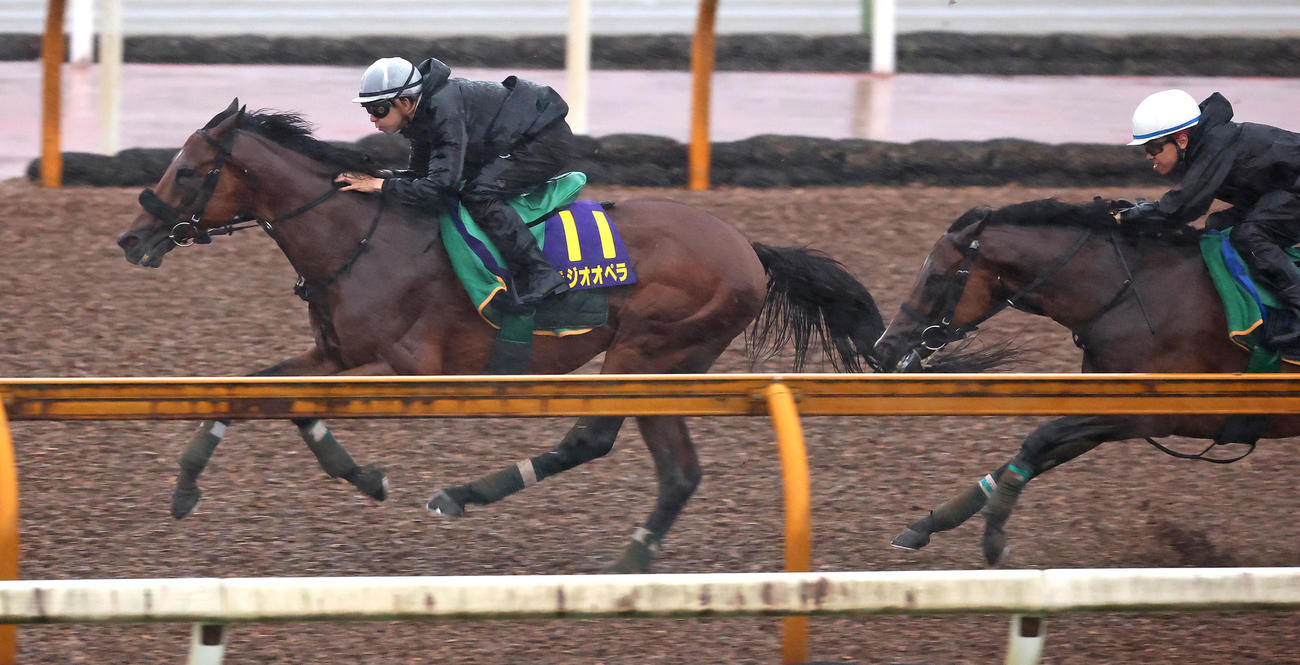 11日、横山和騎手を背にCウッドコースにて3頭併せで追い切るベラジオオペラ