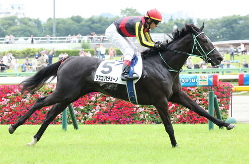 23年6月新馬戦を制したアスコリピチェーノ