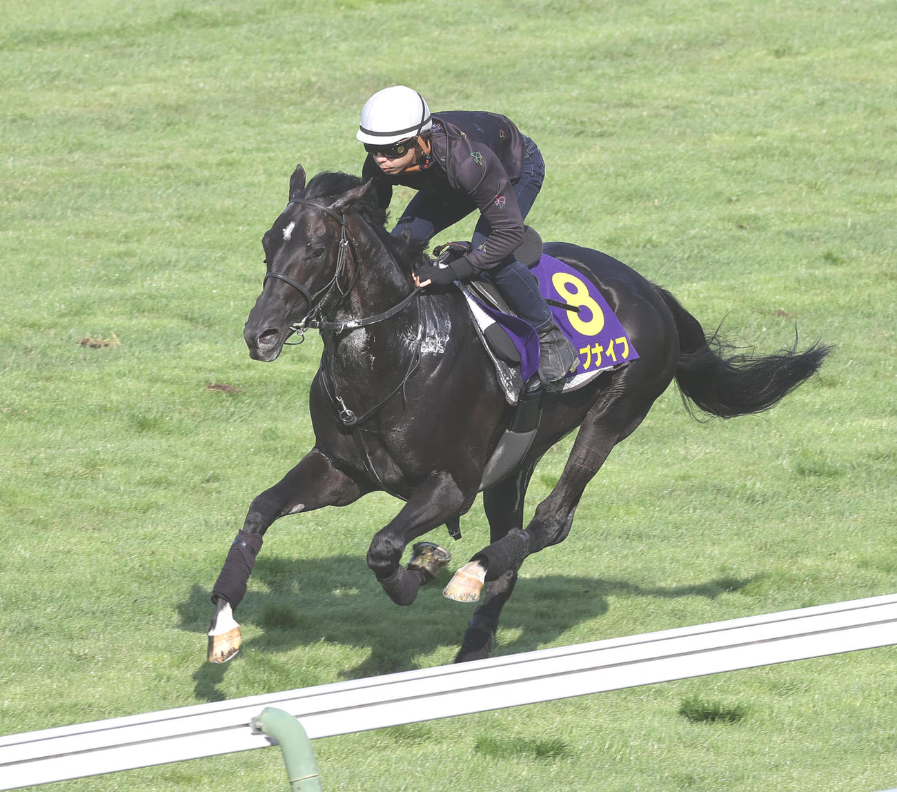 横山和騎手を背に、函館芝コースで追い切られるトップナイフ