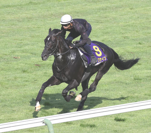 横山和騎手を背に、函館芝コースで追い切られるトップナイフ