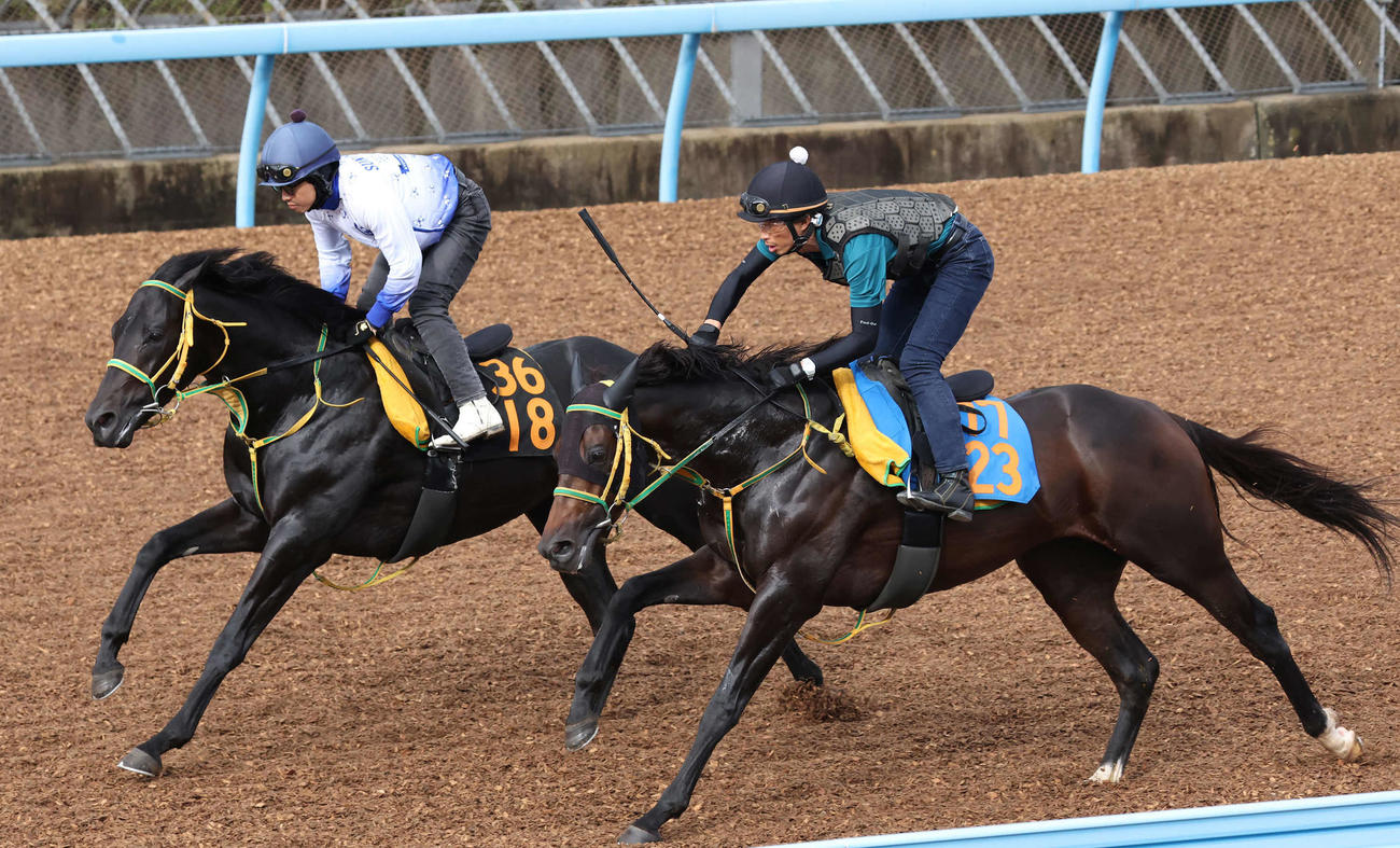 25日、フクノブルーレイク（左）は松岡騎手を背に美浦ウッドでユイノコキュウと併せて追い切られた