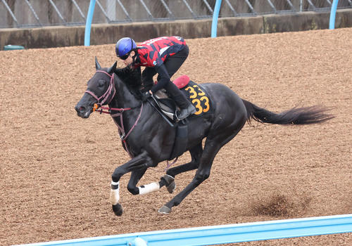 25日、ショウナンマクベスは津村騎手を背に美浦ウッドを単走で追い切られた