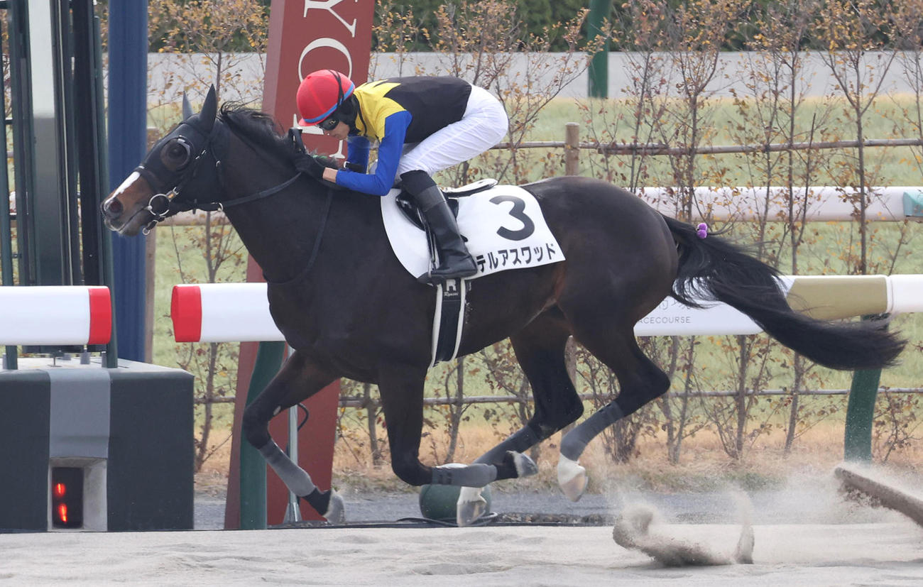 2月1日京都4Rの3歳未勝利を勝ち上がったテルアスワッド