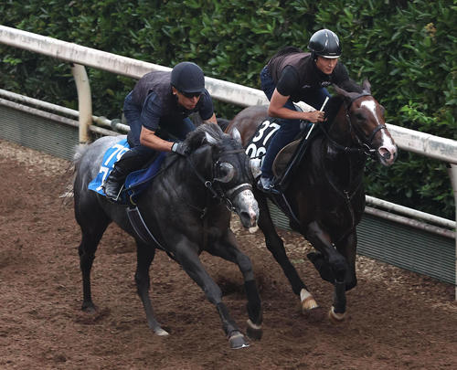 坂路をララアヴリル(右)と併せ馬で追い切るヤマニンアルリフラ(撮影・白石智彦)