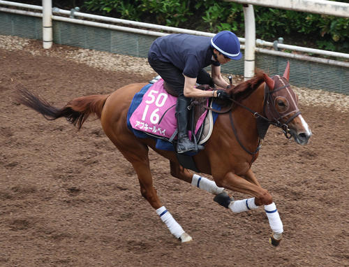 坂井騎手を背に坂路を単走で追い切るアブキールベイ(撮影・白石智彦)