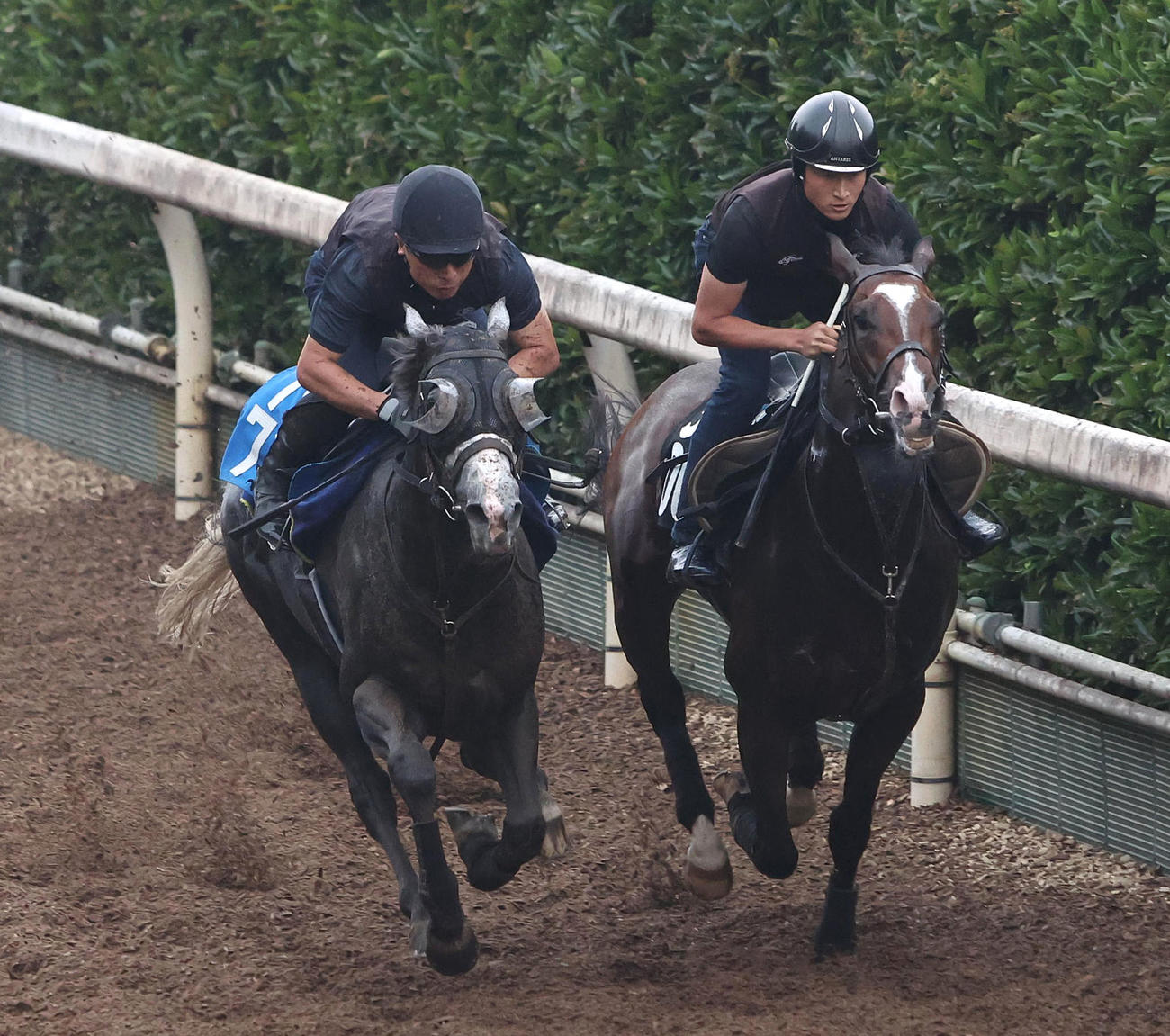2日、坂路をララアヴリル（右）と併せ馬で追い切るヤマニンアルリフラ