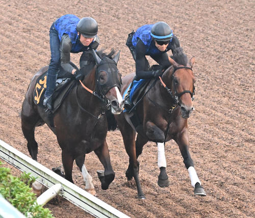 美浦坂路を2頭併せで追い切るドゥラドーレス(右)(撮影・千葉一成)