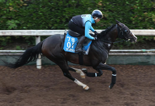 坂路で追い切るマテンロウオリオン