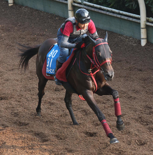 坂路で追い切るリフレーミング