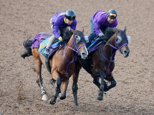 美浦ウッドで併せて追い切るバラジ（左）（2025年5月7日撮影）
