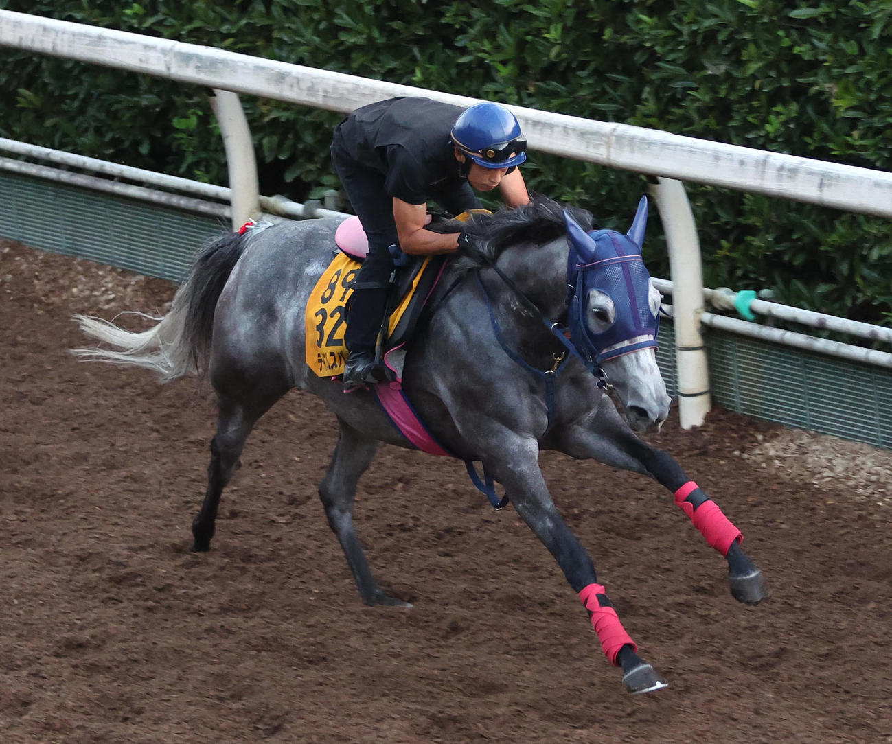 小野寺騎手を背に坂路を単走で追い切るテイエムスパーダ（撮影・白石智彦）