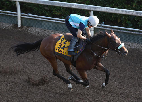 坂路を単走で追い切るモズメイメイ（撮影・白石智彦）