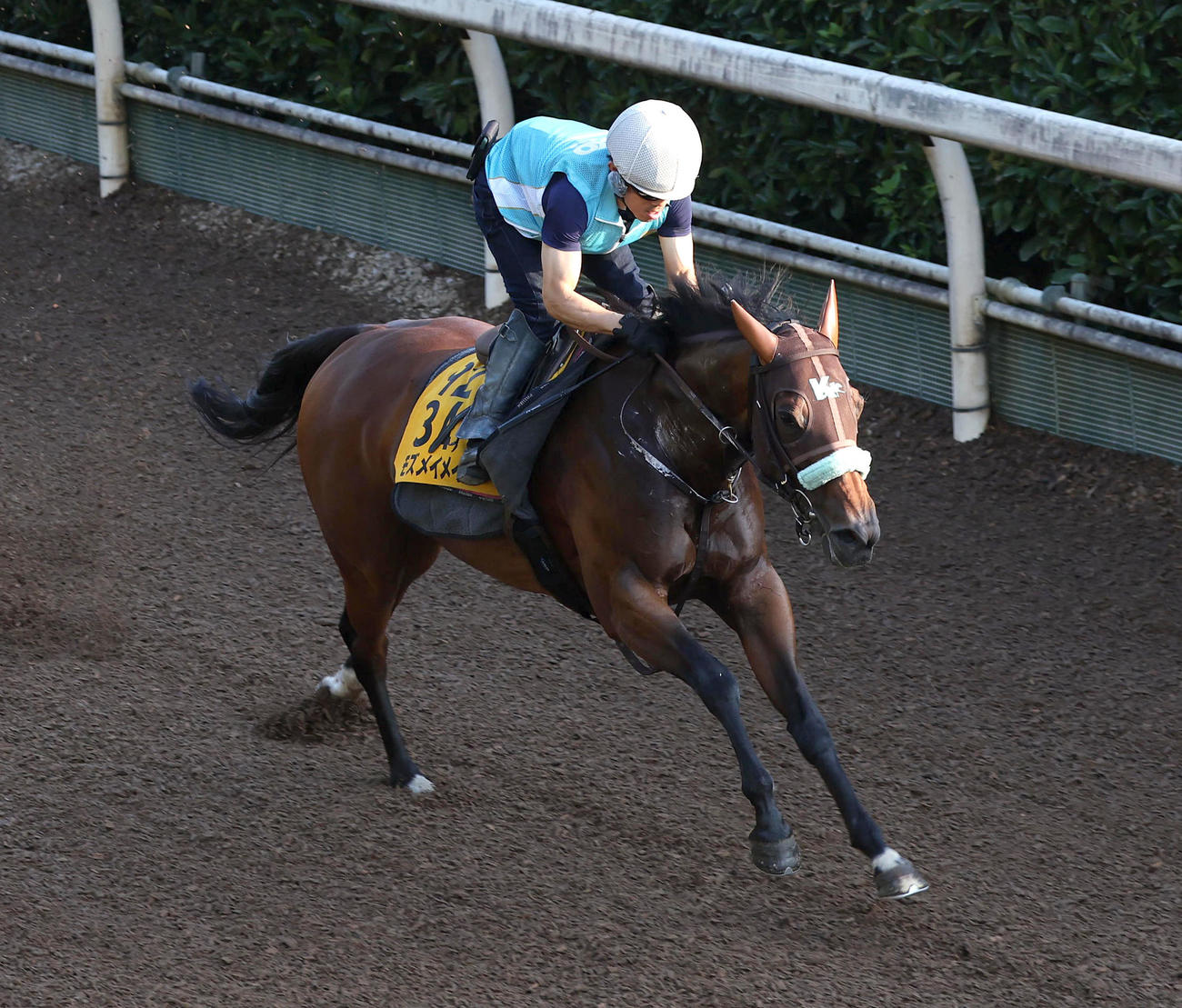 坂路を単走で追い切るモズメイメイ（撮影・白石智彦）