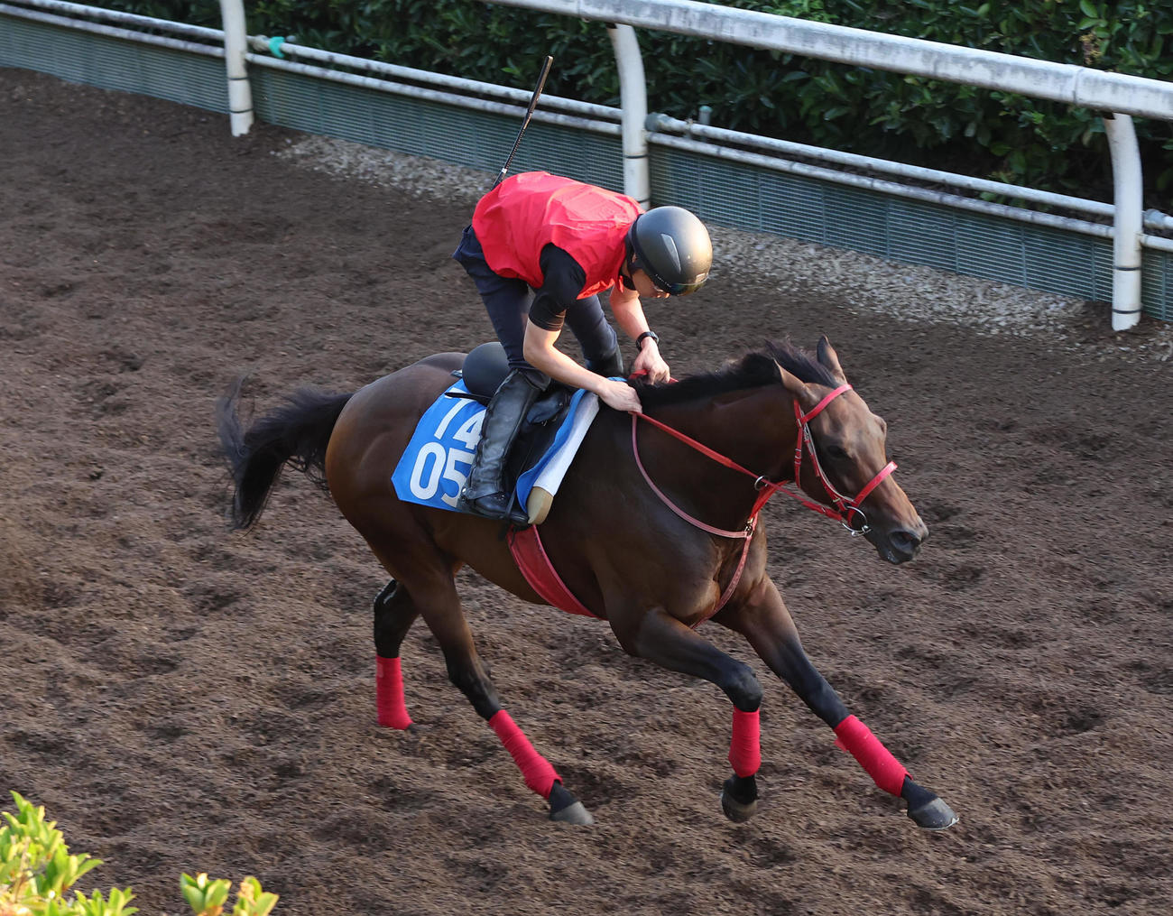 坂路を単走で追い切るデュガ（撮影・白石智彦）
