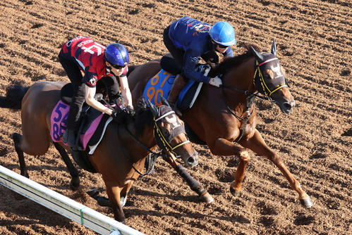 クムシラコ(左)は杉原騎手を背に美浦坂路でファリーザと併せて追い切られた(撮影・丹羽敏通)
