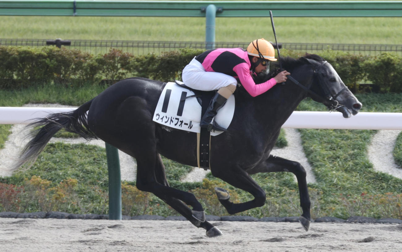 24年11月9日東京8Rの3歳上2勝クラスを制したウィンドフォール