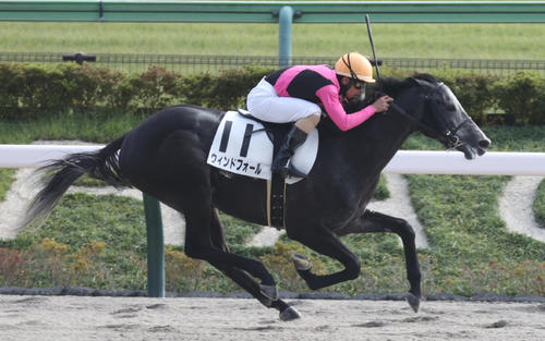 24年11月9日東京8Rの3歳上2勝クラスを制したウィンドフォール