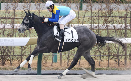 2月1日京都7Rの3歳1勝クラスを制したドラゴンウェルズ