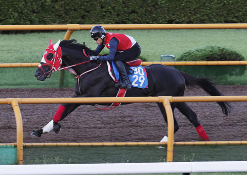 函館ウッドチップコースで追い切られるリビアングラス