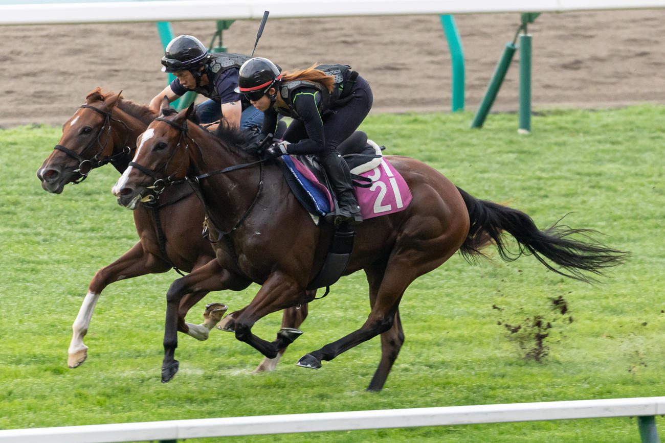 札幌芝コースで併せて追い切られるカルプスペルシュ（右）（撮影・村野早祐）