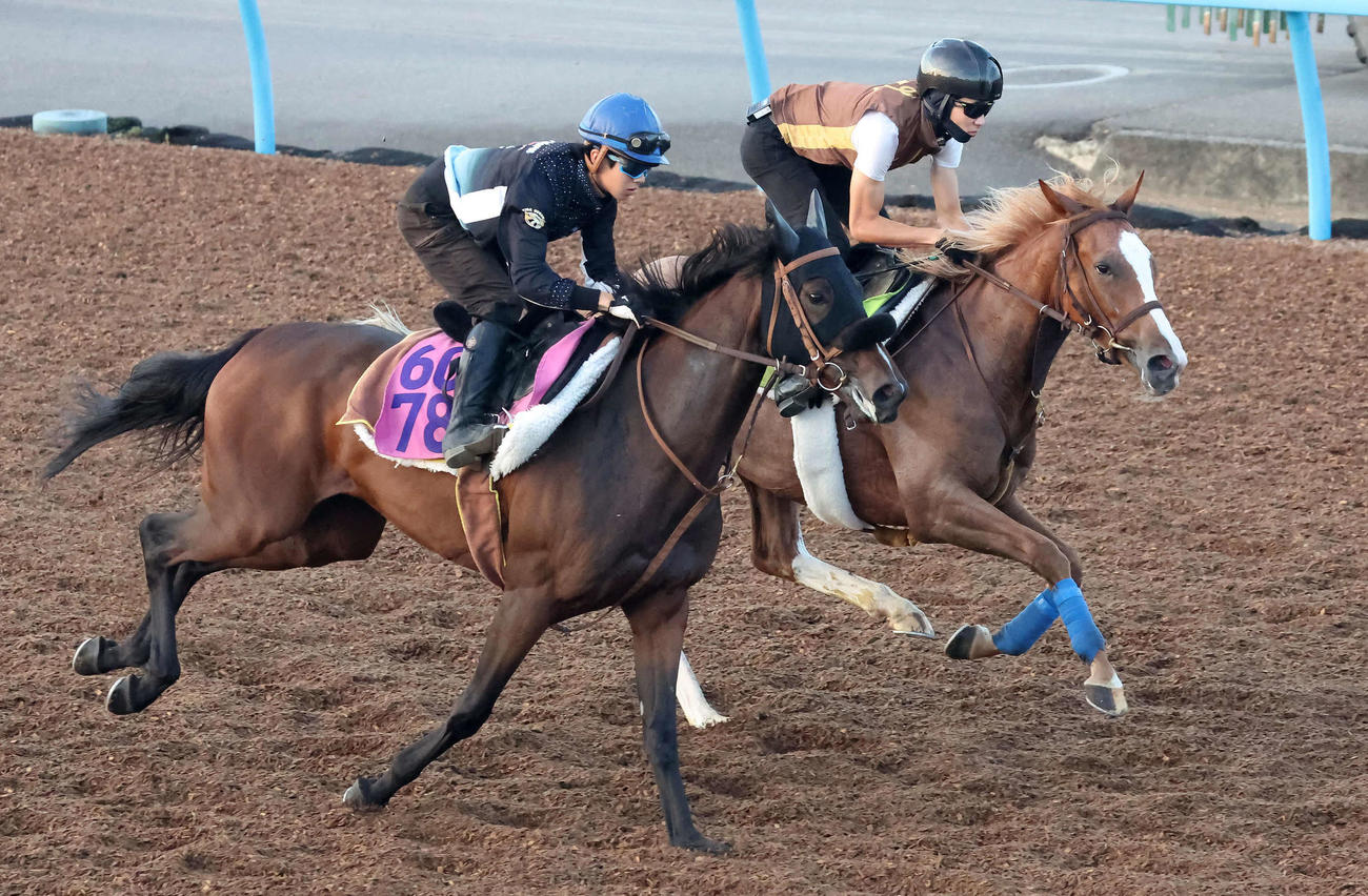 20日、ヒルデグリム（奥）は美浦ウッドでムーンレイデオと併せて追い切られた
