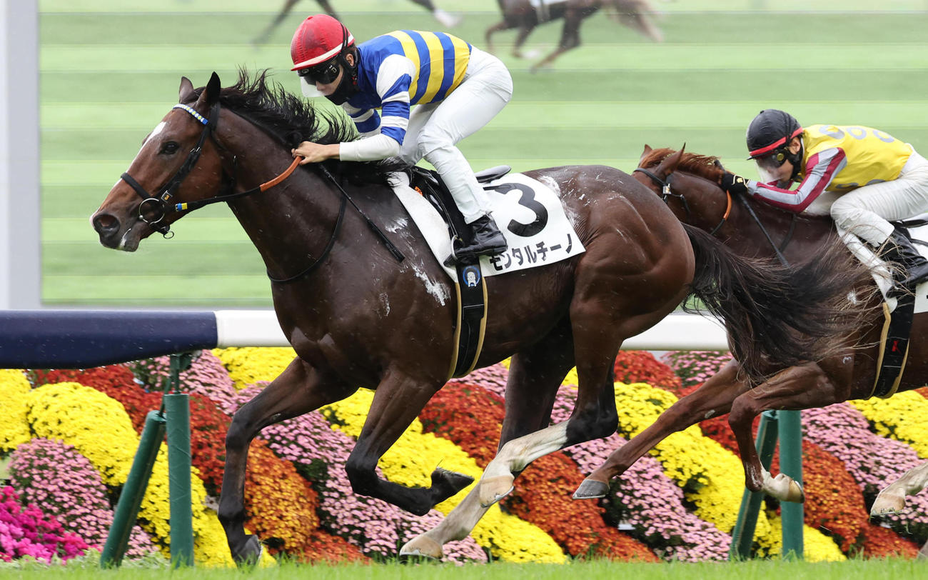 24年11月2日京都3Rの2歳未勝利を勝ち上がったモンタルチーノ