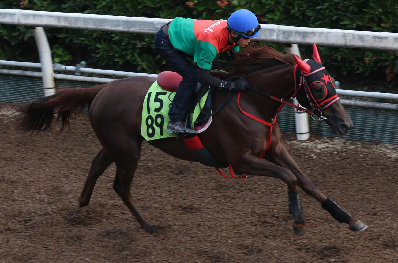 坂路で追い切るジュジュドール