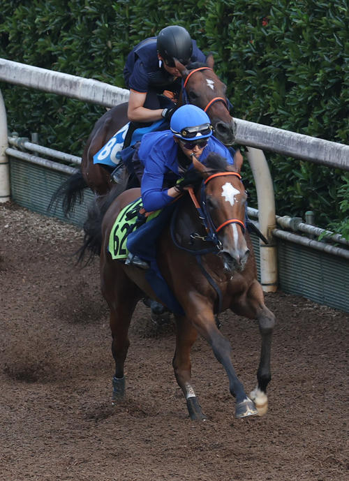 西塚騎手を背に坂路を併せ馬で追い切るコラルリーフ(手前)