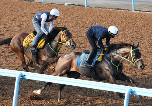 27日、シンリョクカ(左)は美浦ウッドでユイノコキュウと併せて追い切られた
