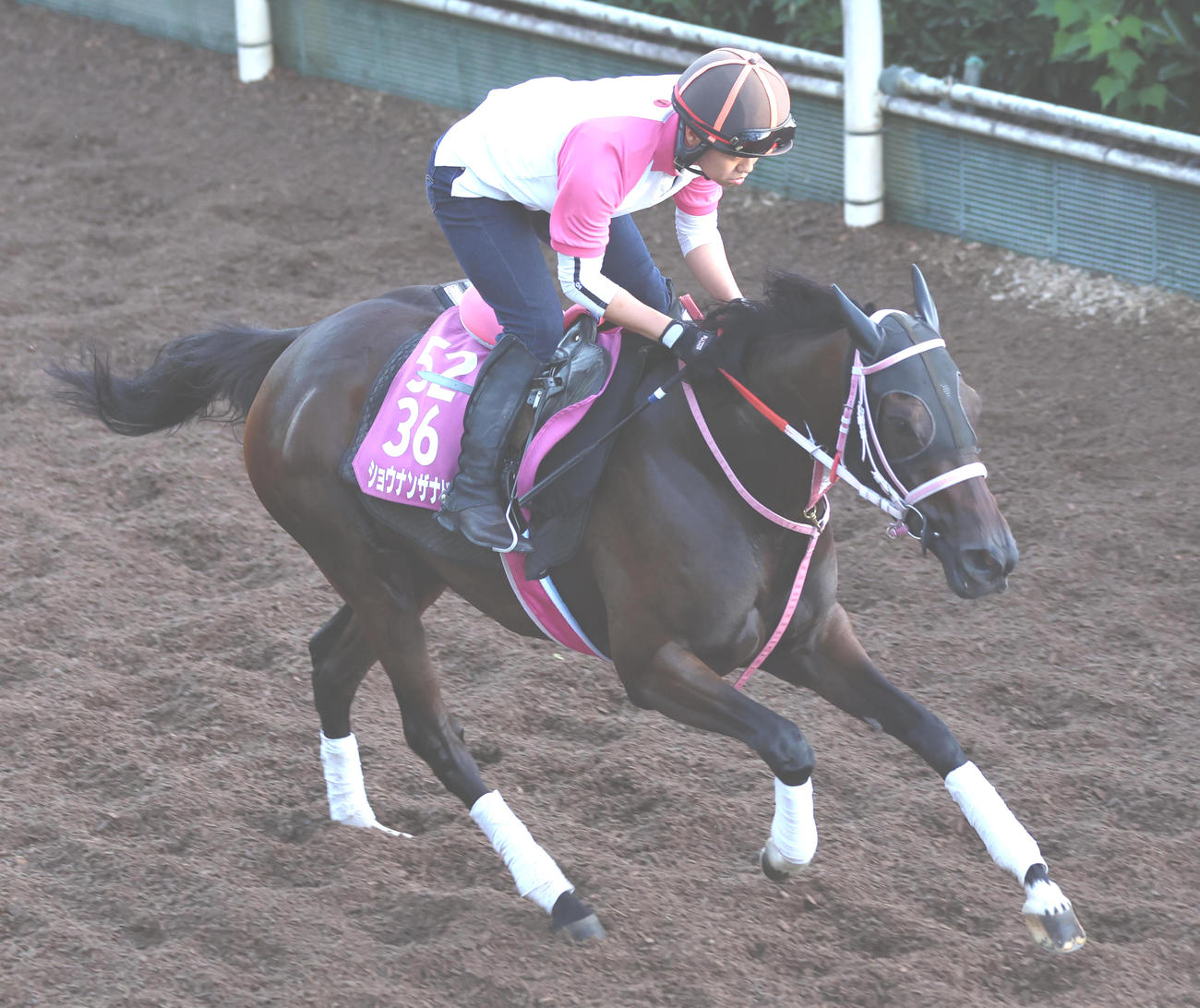坂路を単走で追い切るショウナンザナドゥ