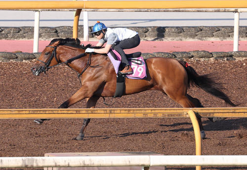 3日、吉田隼騎手を背にCウッドを単走で追い切るサヴォンリンナ