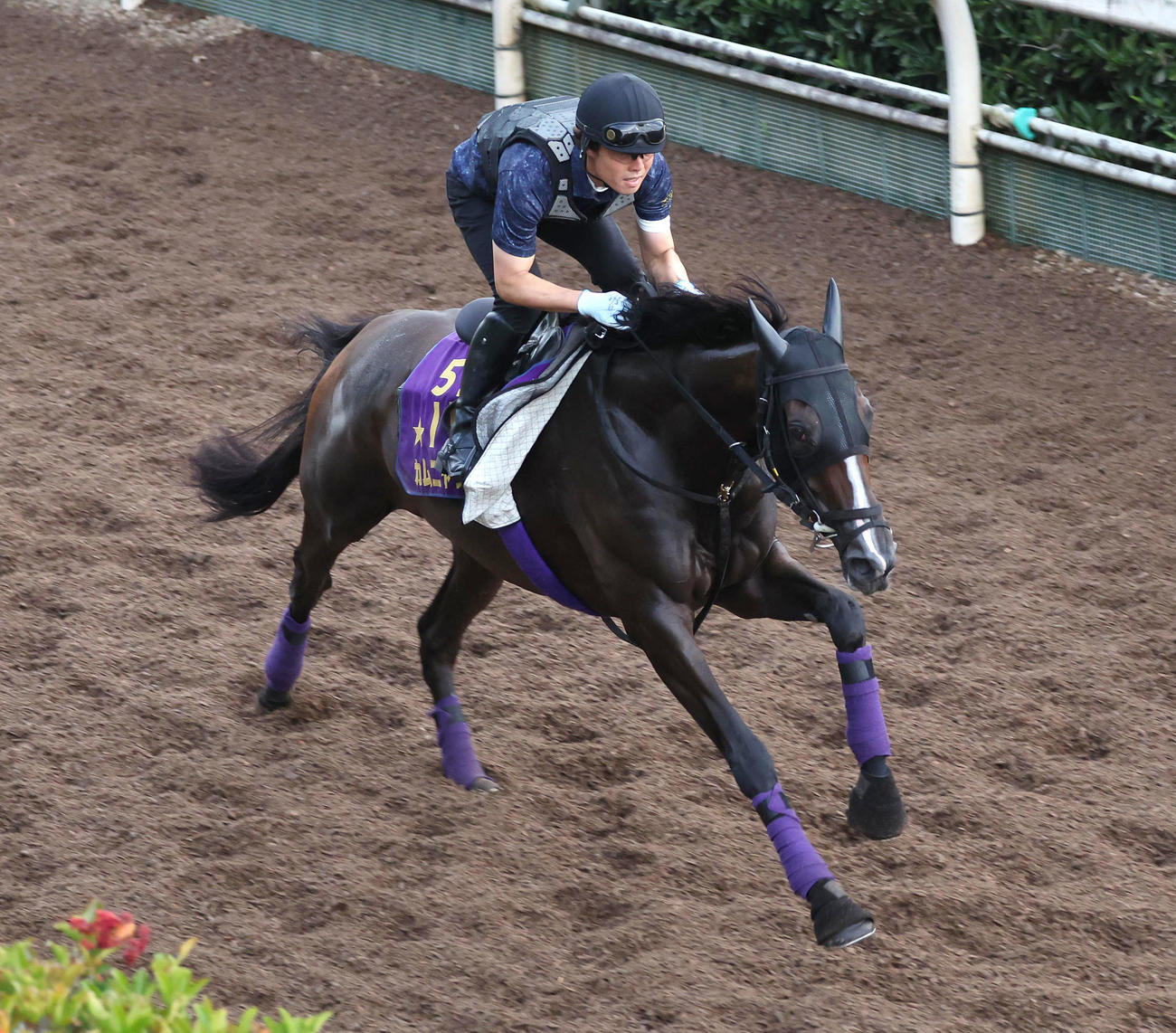 10日、坂路を単走で追い切るカムニャック