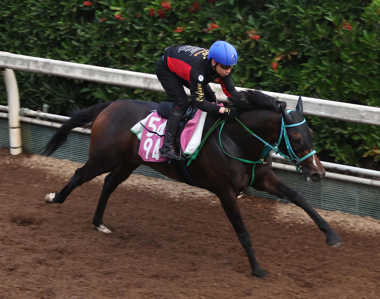 10日、池添騎手を背に坂路を単走で追い切るマトラコーニッシュ