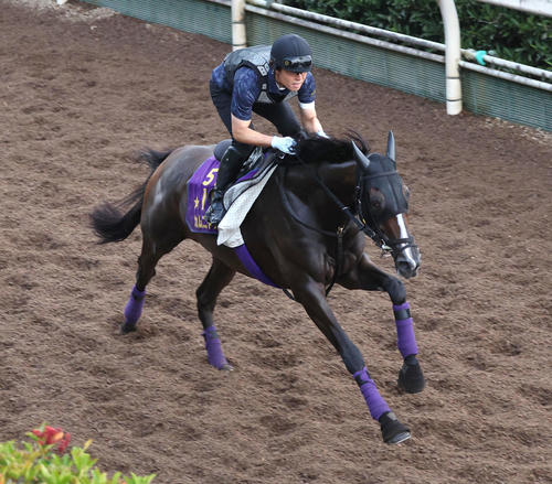 10日、坂路を単走で追い切るカムニャック
