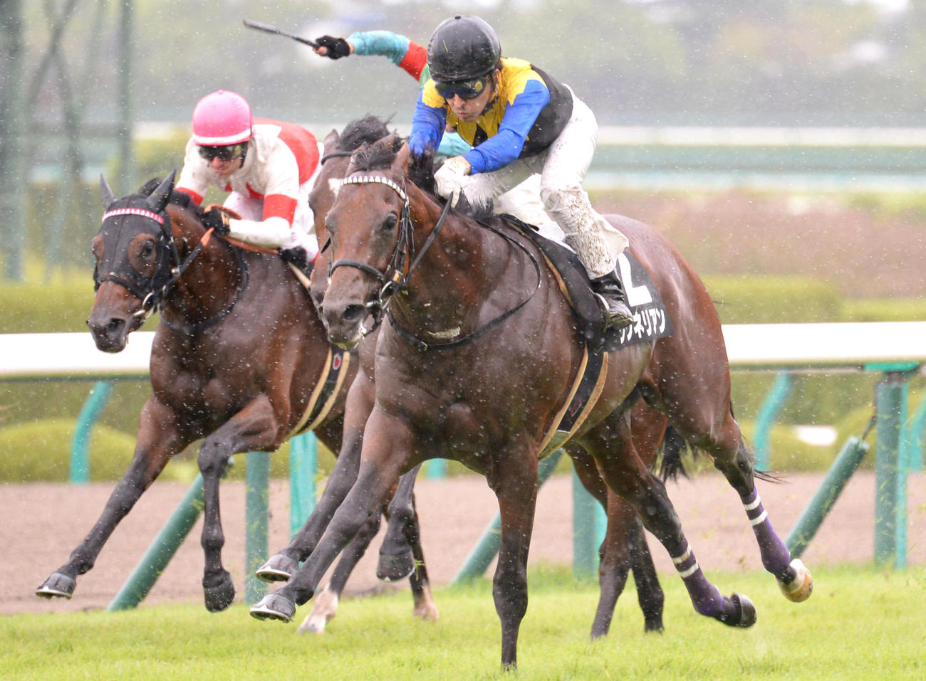 17年野路菊Sを制したワグネリアン