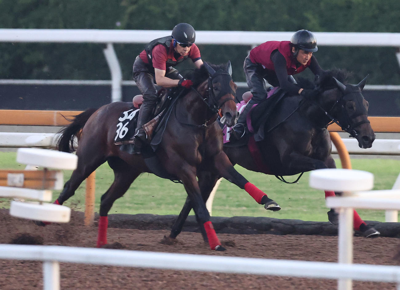 Cウッドを併せ馬で追い切るデルアヴァー（左）（撮影・白石智彦）