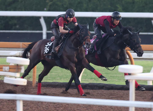 Cウッドを併せ馬で追い切るデルアヴァー(左)(撮影・白石智彦)