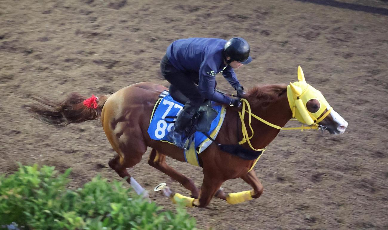 坂路で追い切るボルドグフーシュ