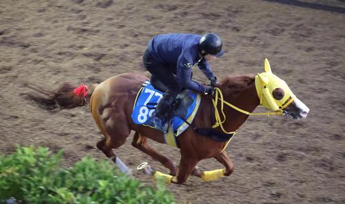 坂路で追い切るボルドグフーシュ