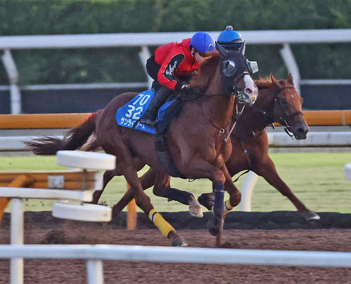 CWコースにて併せ馬で追い切るサンライズアース