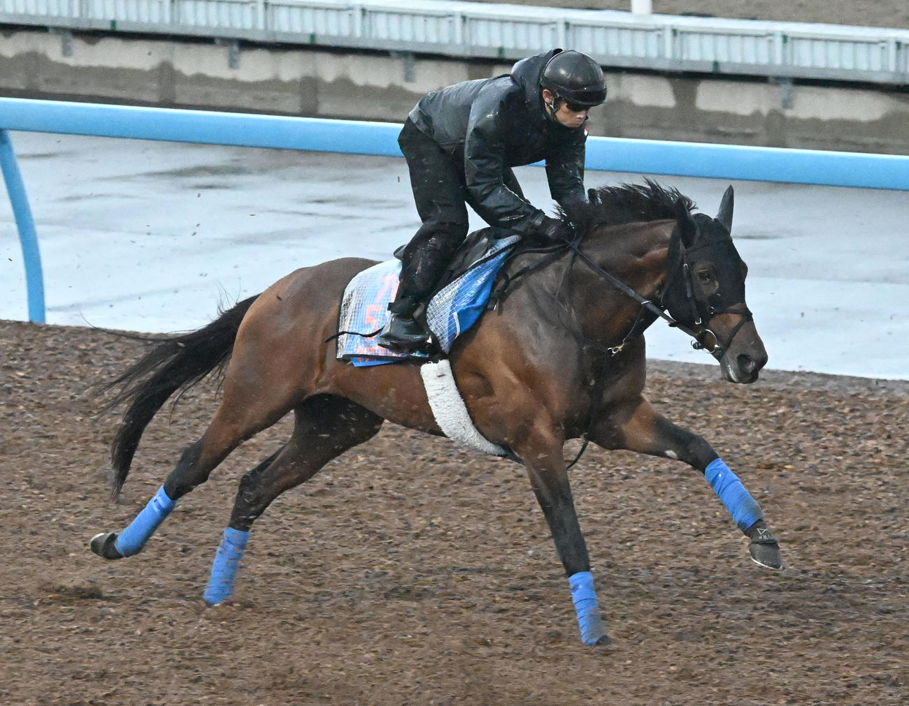 美浦ウッドを3頭併せて追い切るホウオウビスケッツ（撮影・千葉一成）