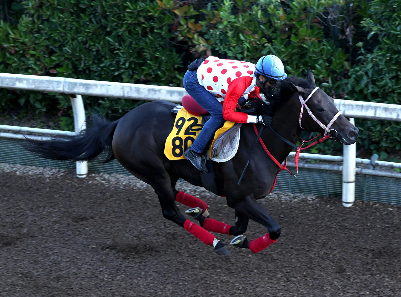 坂路で追い切るラヴァンダ
