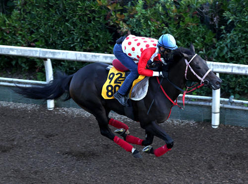 坂路で追い切るラヴァンダ