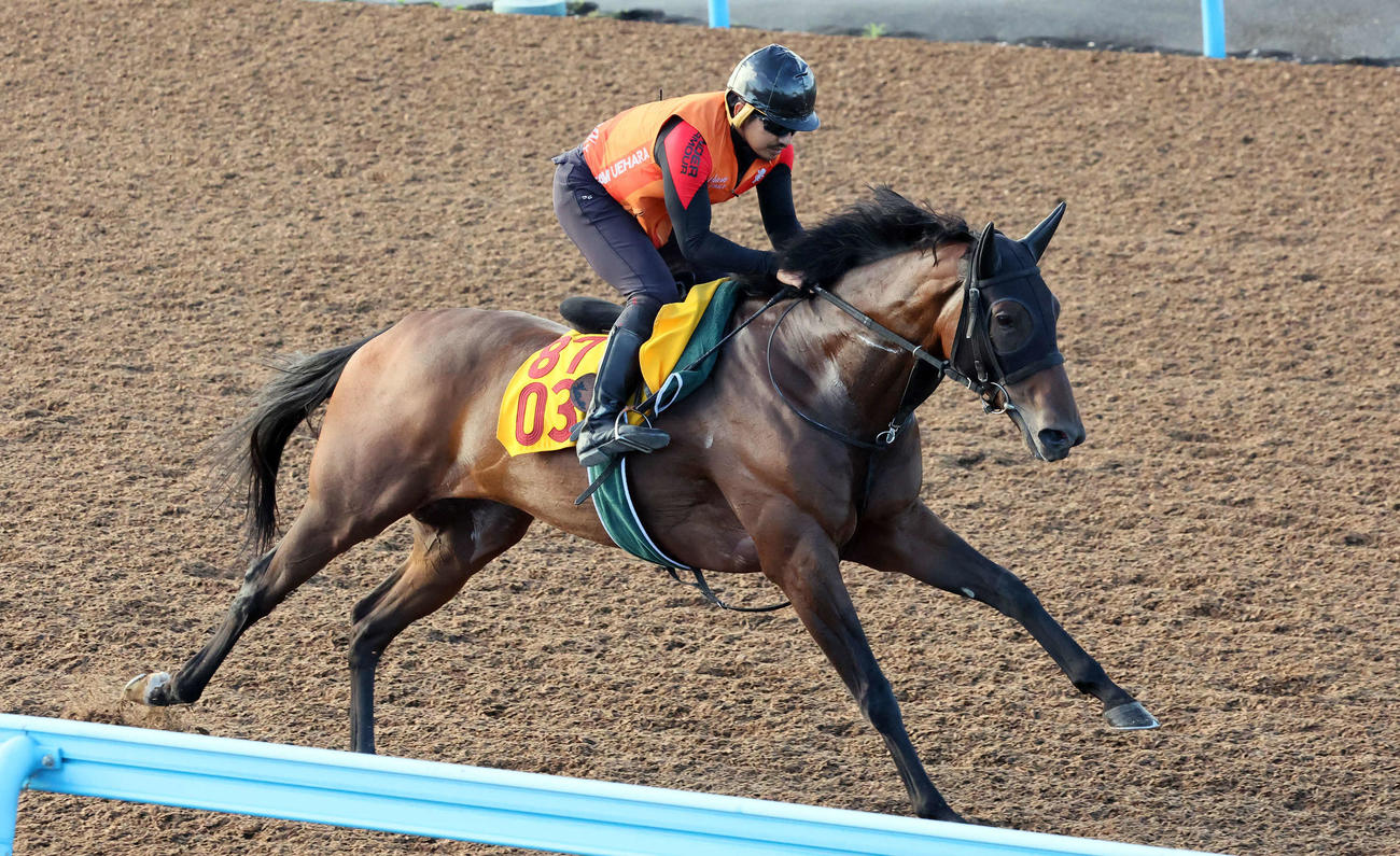 美浦ウッドを単走で追い切られたキャットファイト